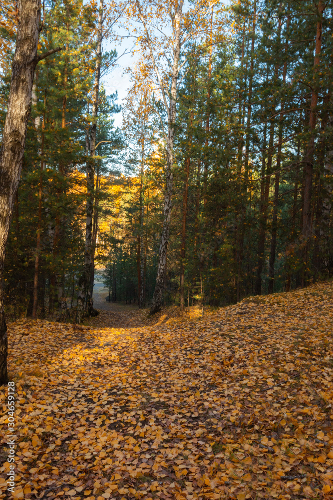 the path in the autumn forest the path in the autumn forest
