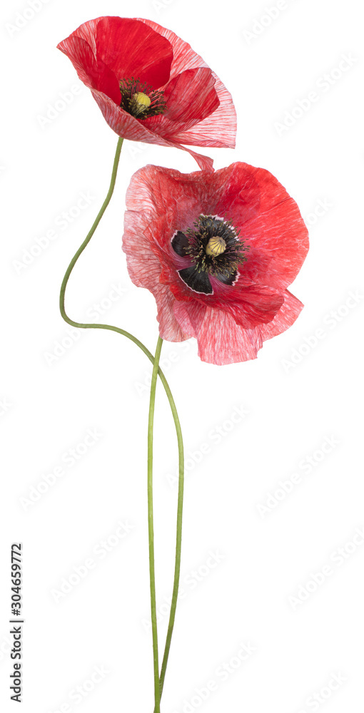 Fototapeta poppy flower isolated
