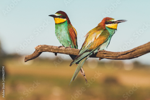 exotic birds sit on a branch © drakuliren