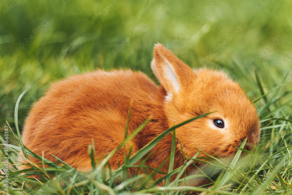 little red rabbit among green grass little red rabbit among green grass