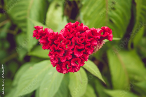 Cockscomb flower.