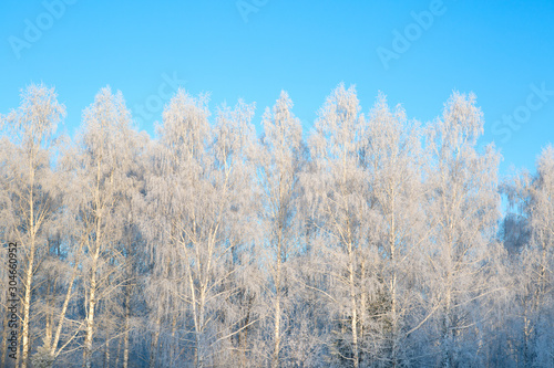 Seasonal nature background on the frozen branches of the birch tree Branches covered with snow Nature winter landscape