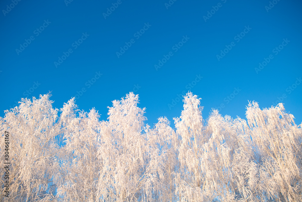 Frost covered birch tree against blue sky Branches covered with snow Nature winter landscape Frost covered birch tree against blue sky Branches covered with snow Nature winter landscape