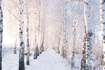 Snowy birch branches in winter against the sky Branches covered with snow Nature winter landscape