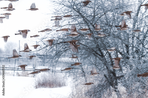 sparrows fly over a snowy village