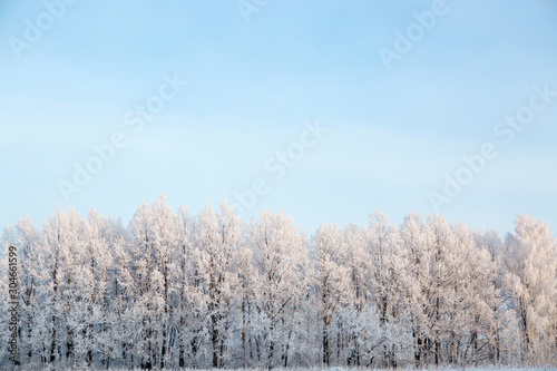 Snow covered trees against a blue sky. Winter landscape Branches covered with snow Nature winter landscape