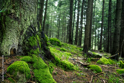 Green forest with old trunk and moss