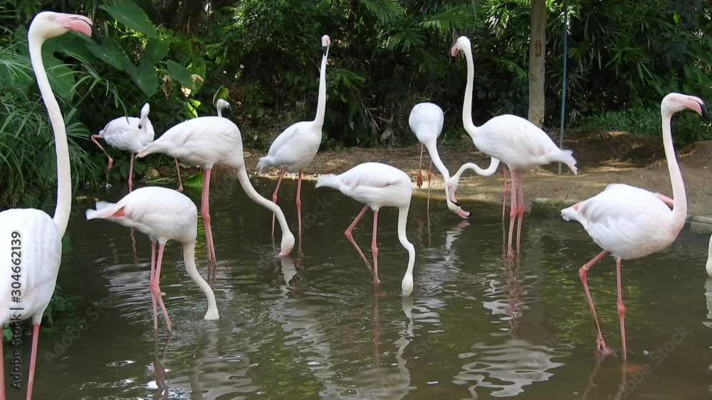 Group of white flamingo in the zoo.flamingo behavior Group of white flamingo in the zoo.flamingo behavior
