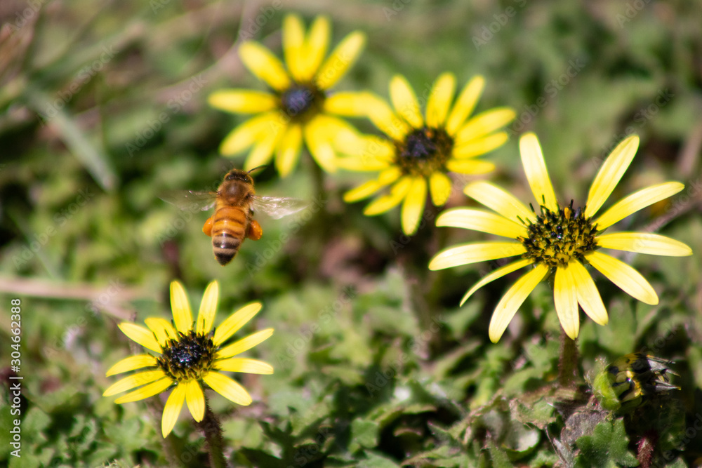 Bee flying away from a blossom, close up Bee flying away from a blossom, close up