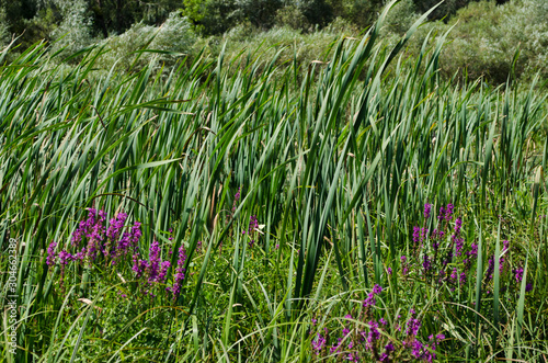 Reed or ilalang a common name for several tall, grass-like plants of wetlands.background