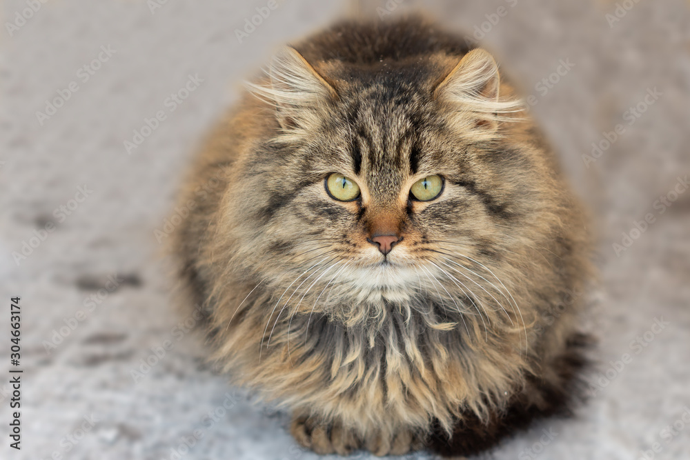 Portrait of a young cat with long fur of brown and gray on a dark blurry background. Emotion of surprise and irritation. copy space