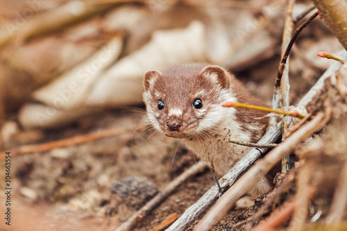weasel with a soapy face peeks out from under the fallen leaves
