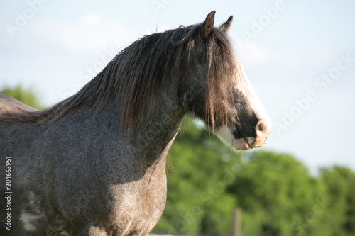 Fototapeta Naklejka Na Ścianę i Meble -  Gypsy Horse Headshot