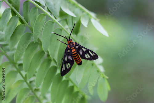 amata huebneri is a species of moth in the genus amata of the erebidae family. Adult moths of this species are black with yellow or orange ribbons