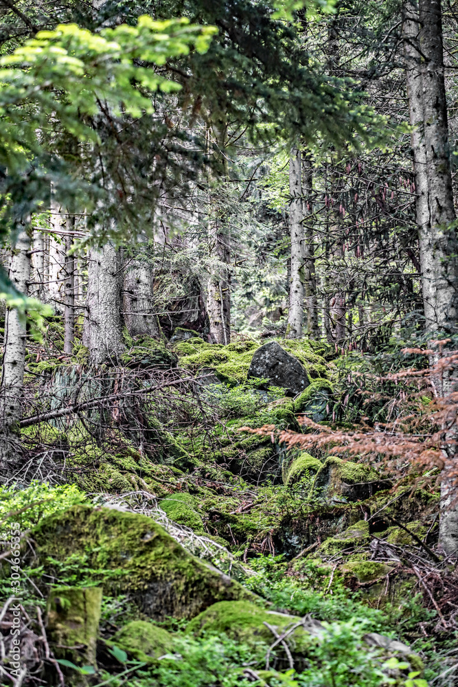 Obraz premium Blick in den Wald