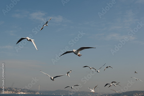 flock of seagulls