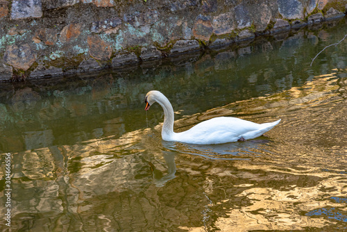 Wild swan swimming in the moat of Kurashiki Bikan Historical Quarter. Okayama  Japan