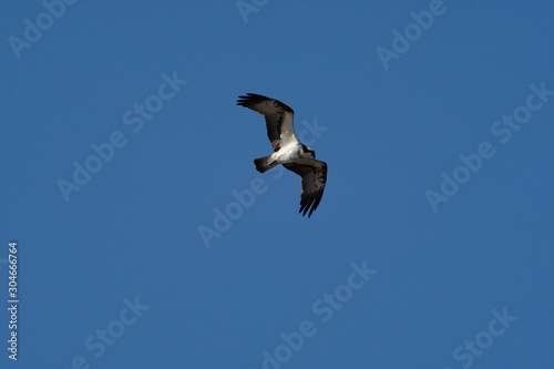 osprey in flight