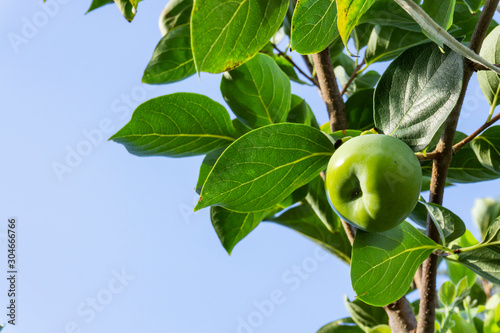 Upward view, bunch of green raw Persimmon round fruits and green leaves under blue sky, kown as Diospyros fruit, they are edible plant and tasty photo