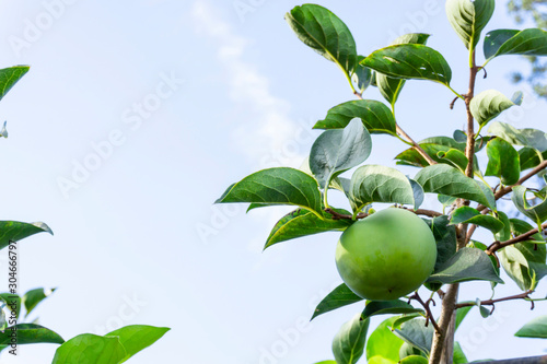 Upward view, bunch of green raw Persimmon round fruits and green leaves under blue sky, kown as Diospyros fruit, they are edible plant and tasty photo