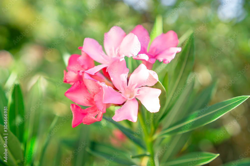 A bouquet of lovely pink petals of fragrant Sweet Oleander or Rose Bay, blooming on green leafs and blurry background A bouquet of lovely pink petals of fragrant Sweet Oleander or Rose Bay, blooming on green leafs and blurry background