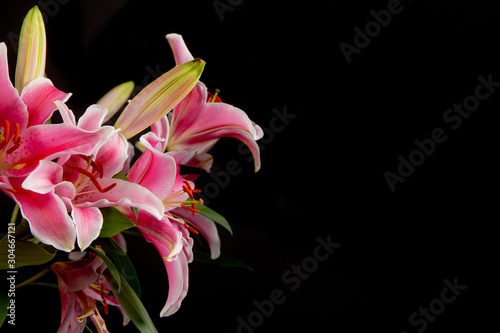A close up of lily stargazers in a studio with a black background