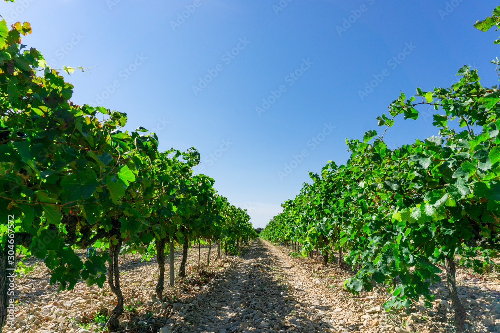 Grape fruit trees in the havest season, planting in the organic vineyard farm to produce the red wine, fresh dark black ripe grape and green leafs on the branches under clear blue sk