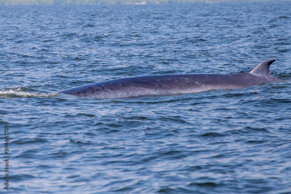 The dorsal fin of the Bryde's whale or Eden's whale in the sea at Phetchaburi Province, Thailand. Whale's back on the surface of the ocean.