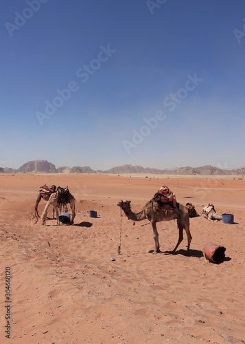  group of camels in the desert of Wadi Rum © Bookaroo68