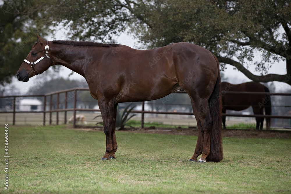 Horse Conformation Horse Conformation