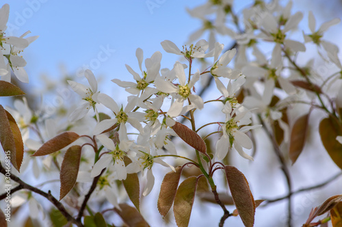 Amelanchier lamarckii deciduous flowering shrub  group of white flowers on branches in bloom