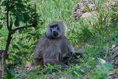 Baboon in the Bush, Safari in Africa