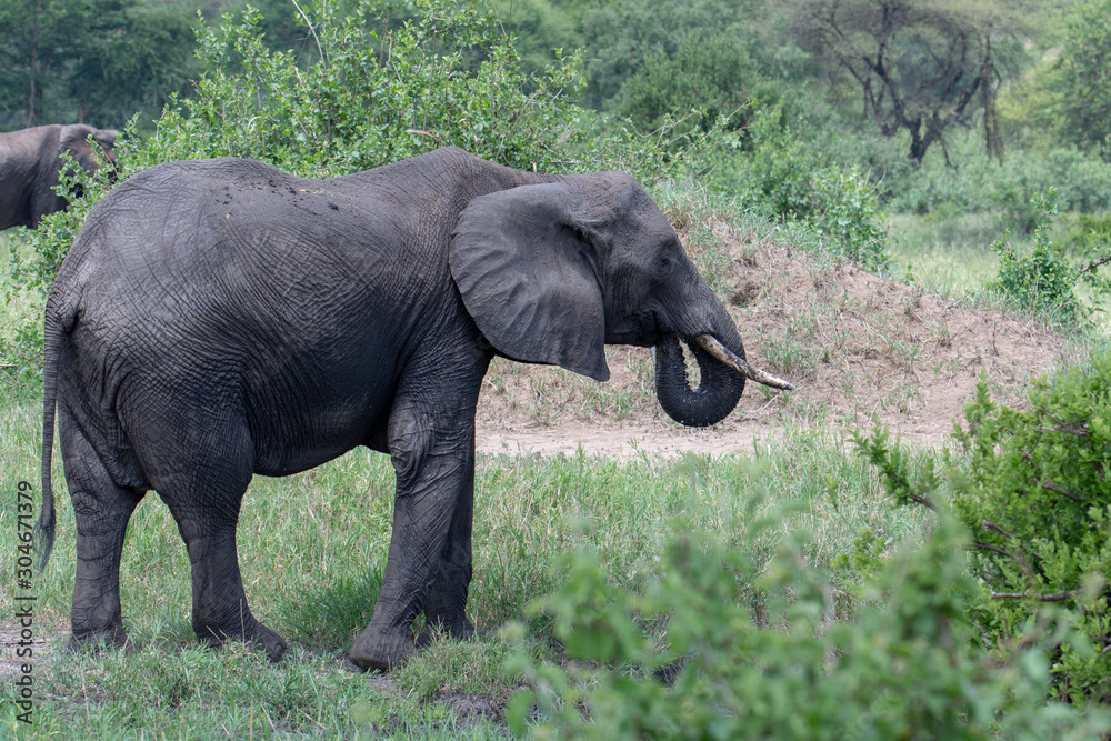 Fototapeta premium African elephant in the wild in the savannah in africa.