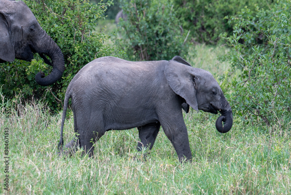 Fototapeta premium African elephant in the wild in the savannah in africa.