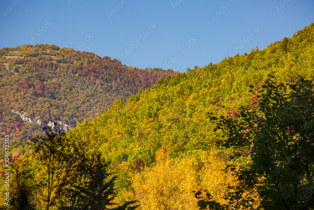 Forest in autumn, foliage of trees, colors in nature