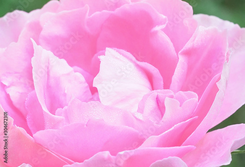 Closeup beautiful pink rose is blooming at the garden in the mor