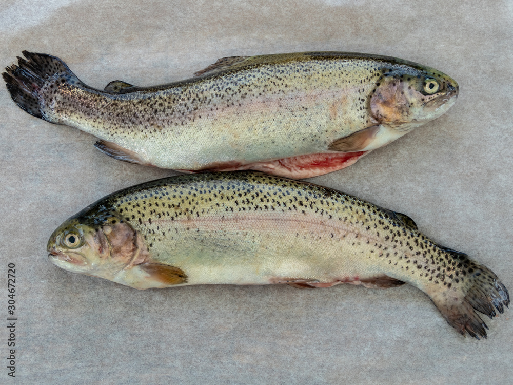 fresh rainbow trouts (Oncorhynchus mykiss) fresh rainbow trouts (Oncorhynchus mykiss)