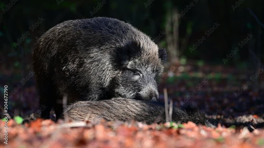Wild boar female clean the fur from her piglet, autumn, (sus scrofa), germany Wild boar female clean the fur from her piglet, autumn, (sus scrofa), germany