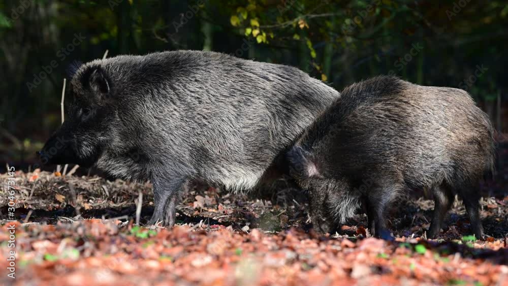 Wild boar female with youngboar standing in the forest and look, autumn, (sus scrofa), germany Wild boar female with youngboar standing in the forest and look, autumn, (sus scrofa), germany