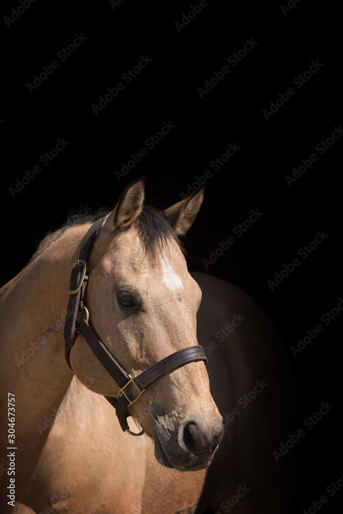 Obraz premium Horse Head Shot