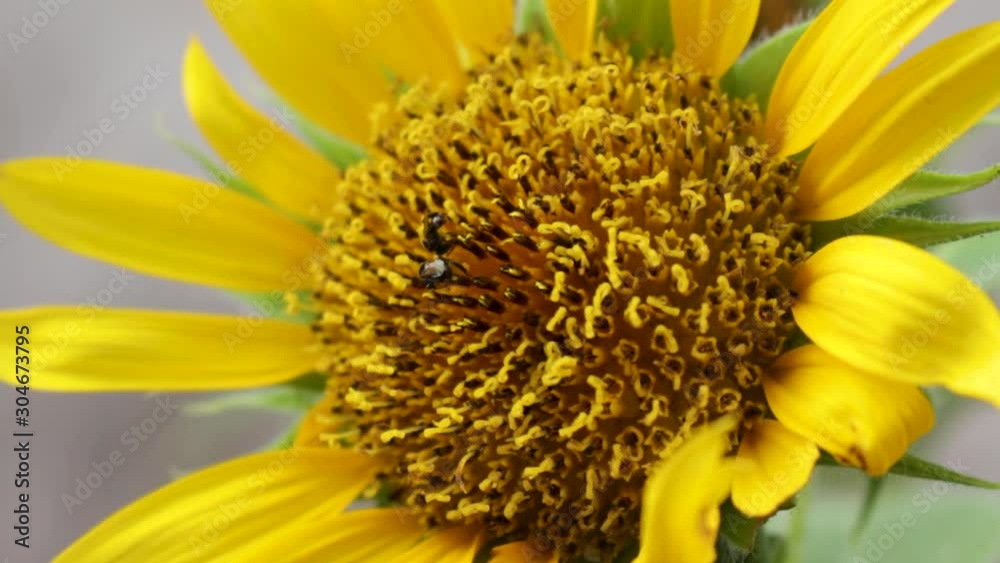 Bees that search for nectar in sunflowers - selective focus Bees that search for nectar in sunflowers - selective focus