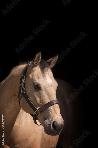 Horse Head Shot © Terri Cage 