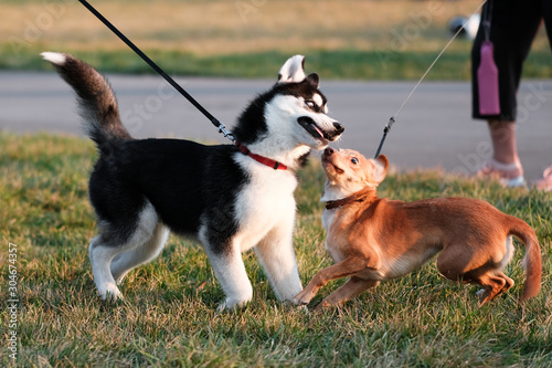 A place for walking dogs. Funny dogs are playing with each other on the lawn. 