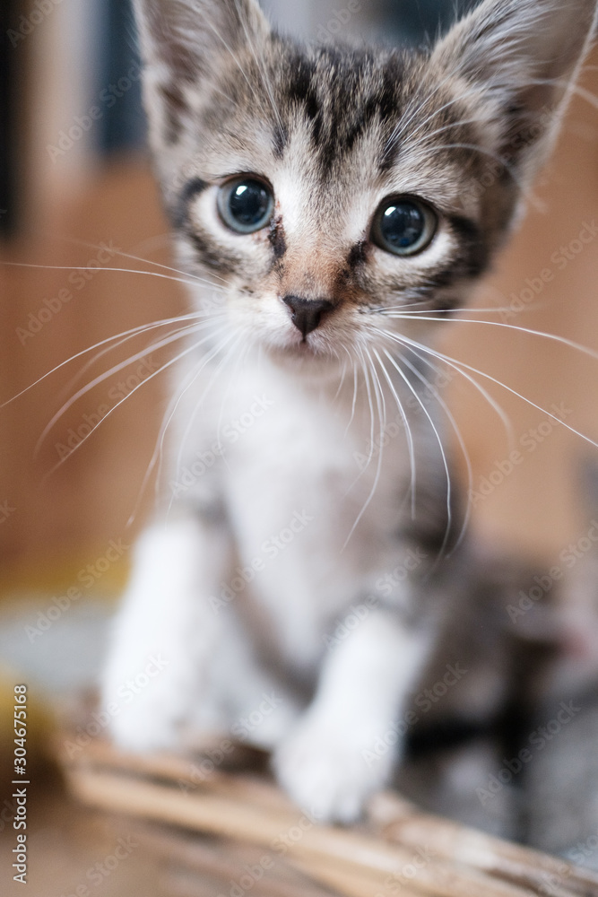 Cute gray kitten close-up. Pet, veterinary care. Cute gray kitten close-up. Pet, veterinary care.