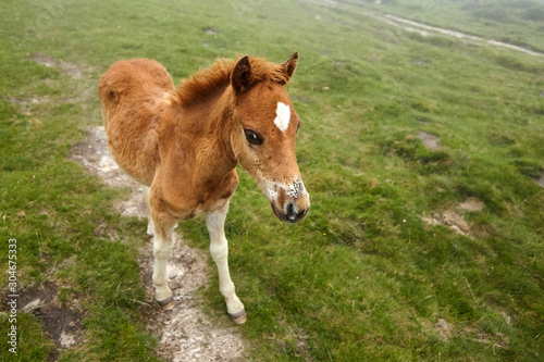 A foal with a white spot on his forehead walks in the pasture at a foggy summer day © mikeosphoto