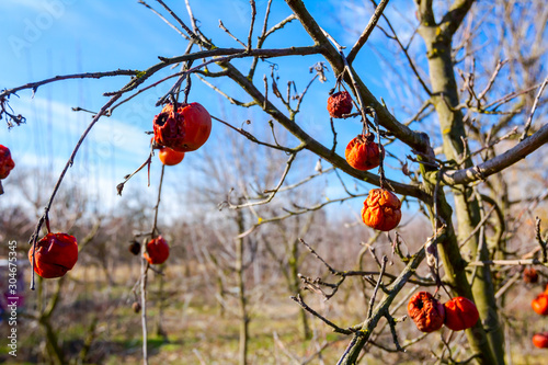 Dry mummified fruits on a tree branch in the sunny spring day photo