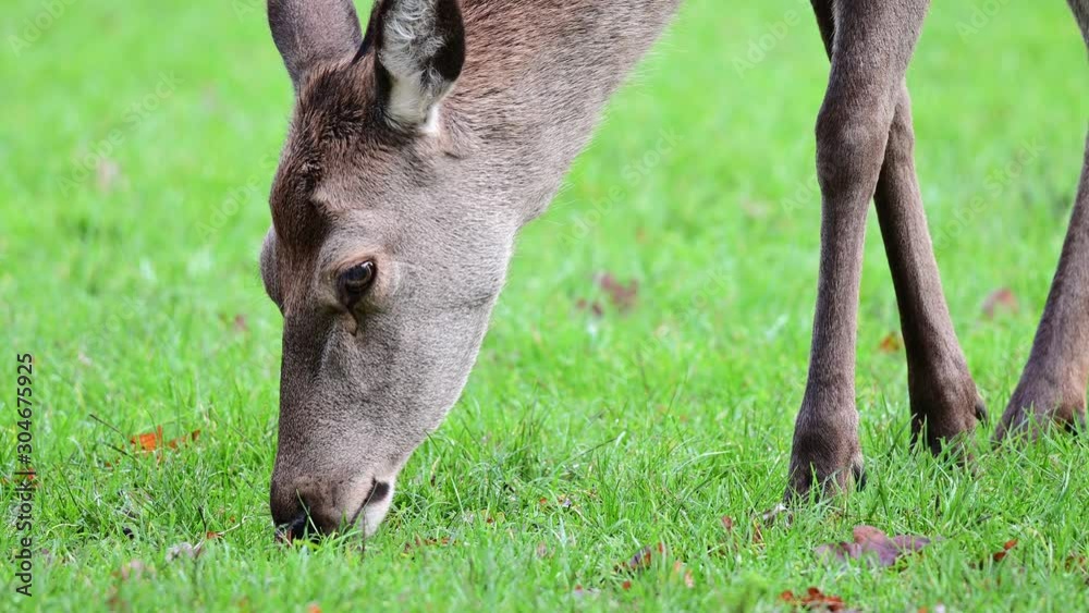 Red deer female search feed on the meadow, head portrait, autumn, (cervus elaphus), germany Red deer female search feed on the meadow, head portrait, autumn, (cervus elaphus), germany
