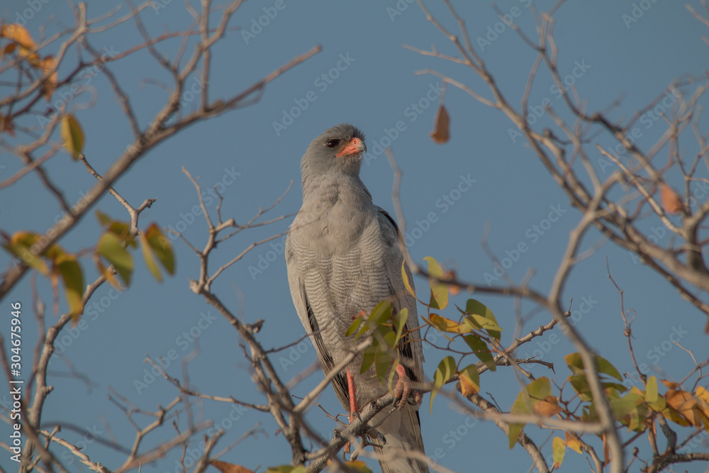 Pale chanting goshawk on a branch, Namibia, Africa Pale chanting goshawk on a branch, Namibia, Africa