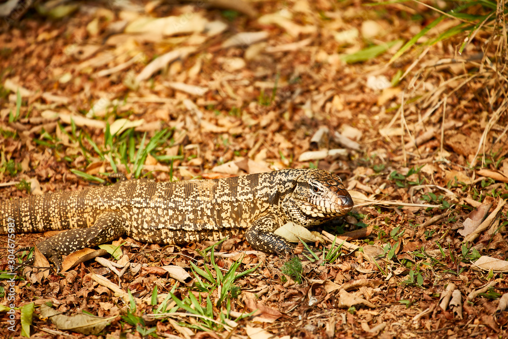 big lizard reptile closeup big lizard reptile closeup