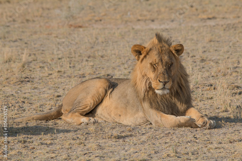 A male Lion lying in the grass with a beautiful mane, Etosha national park, Namibia, Africa